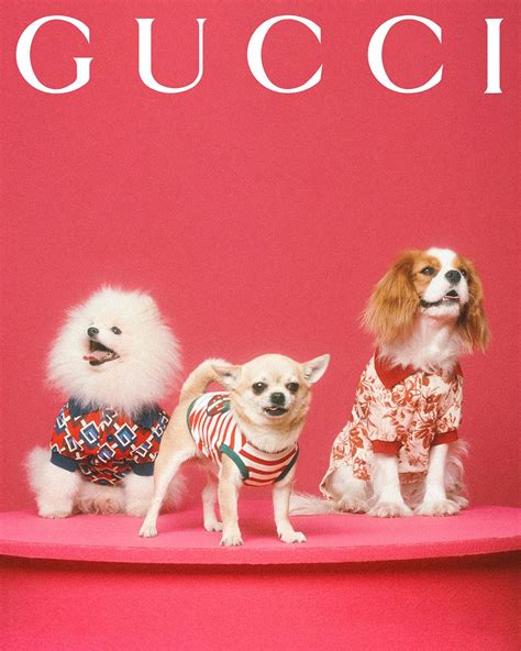 gucci pet limited edition kopen|gucci clothing for kids.